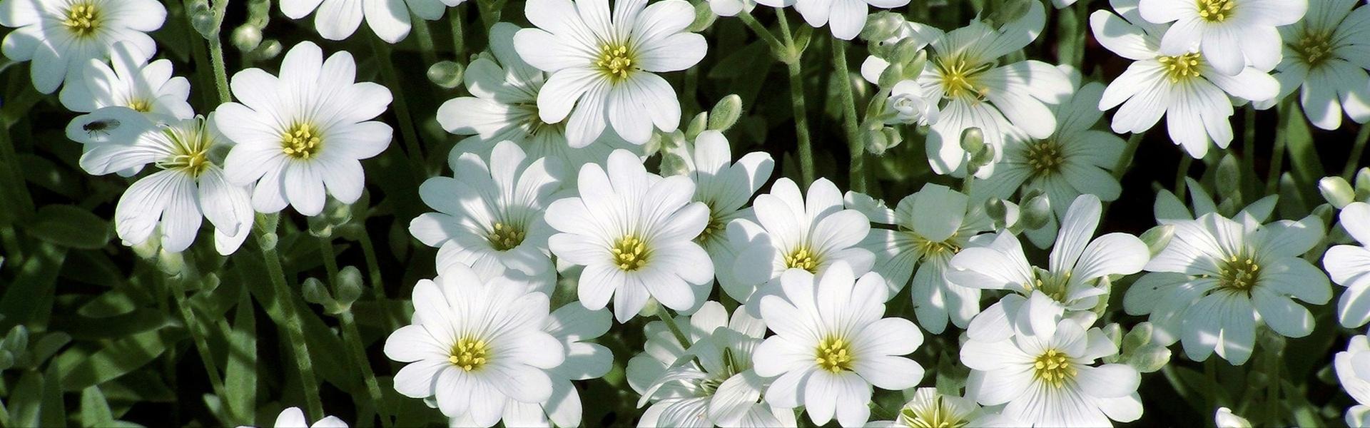 Cerastio, Cerastium tomentosum