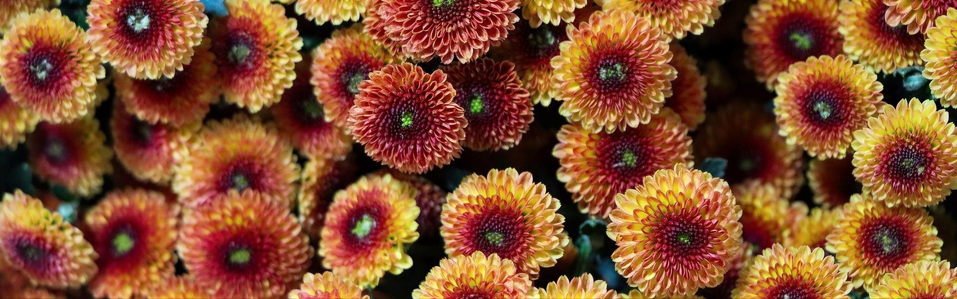 Crisantemo, Chrysanthemum morifolium