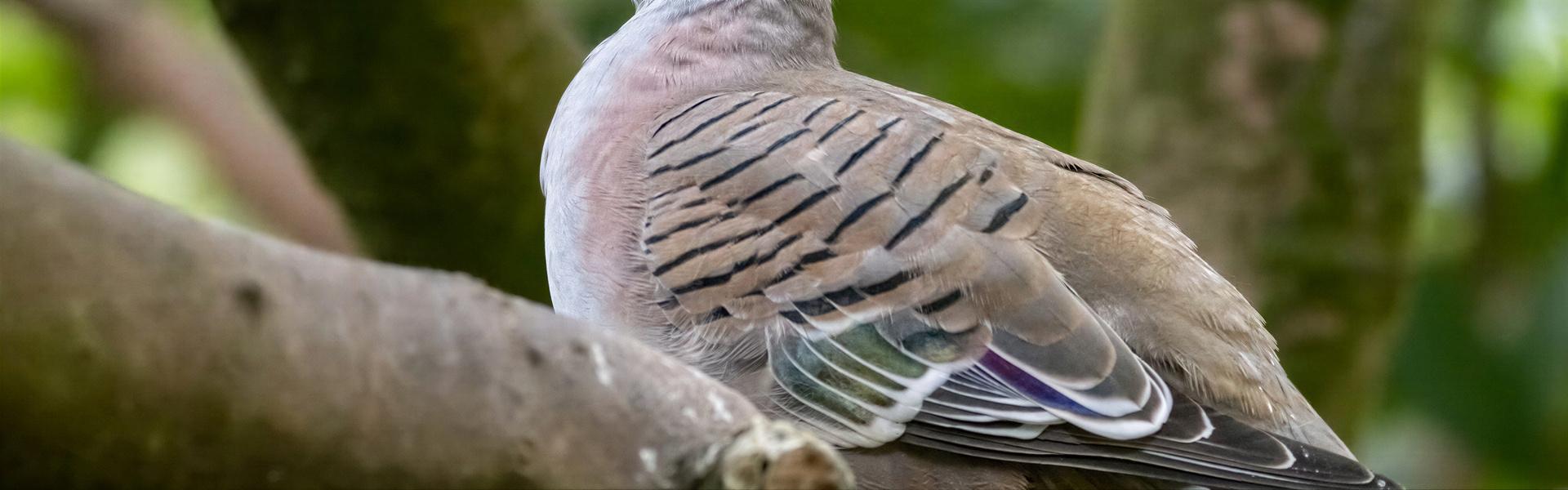 Repelente de Palomas y Aves, Ahuyentador en aerosol – AEROBIRD – ACME