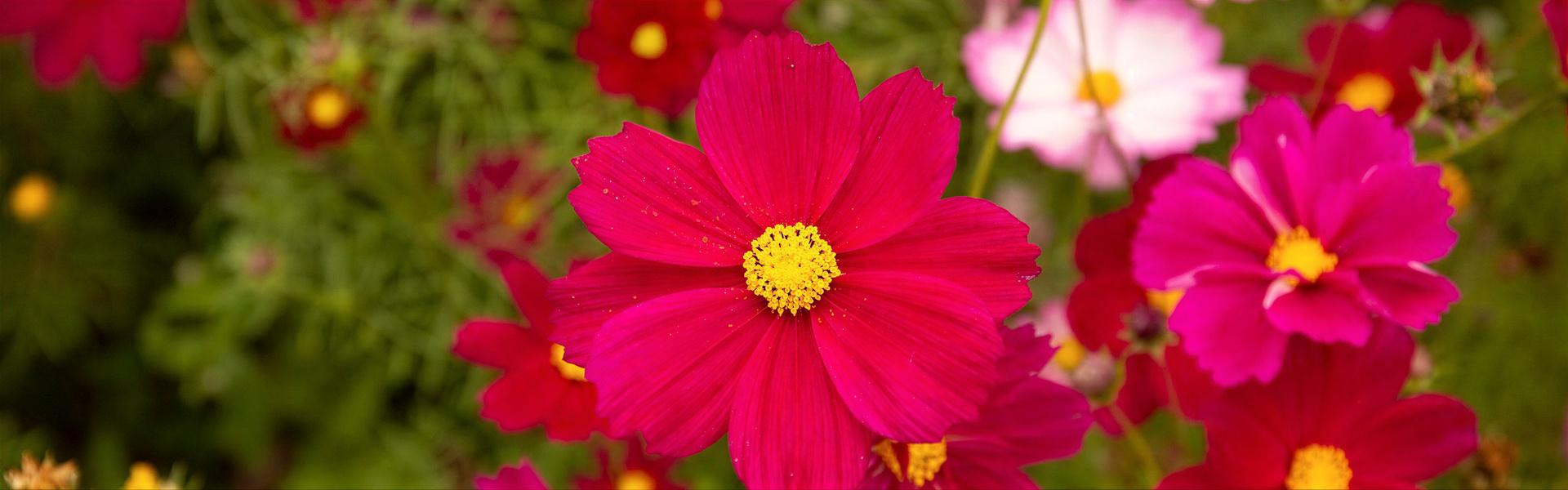 Cosmos, Cosmos bipinnatus