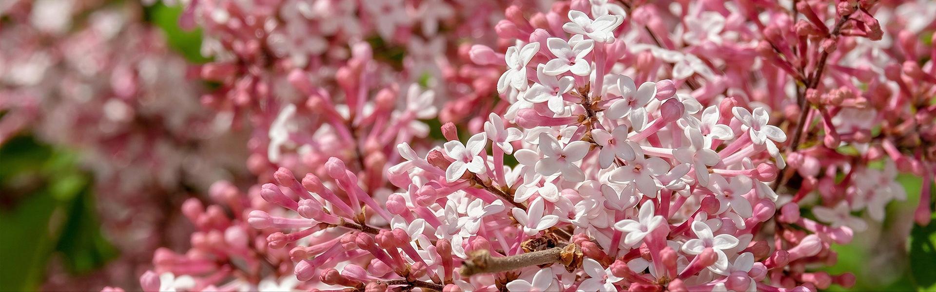 LAS FLORES MAS ORNAMENTALES DE LA PRIMAVERA (1ra. Entrega)