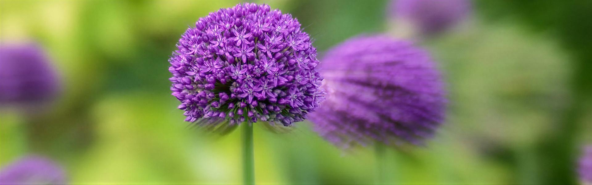 LAS FLORES MAS ORNAMENTALES DE LA PRIMAVERA (2da. Entrega)