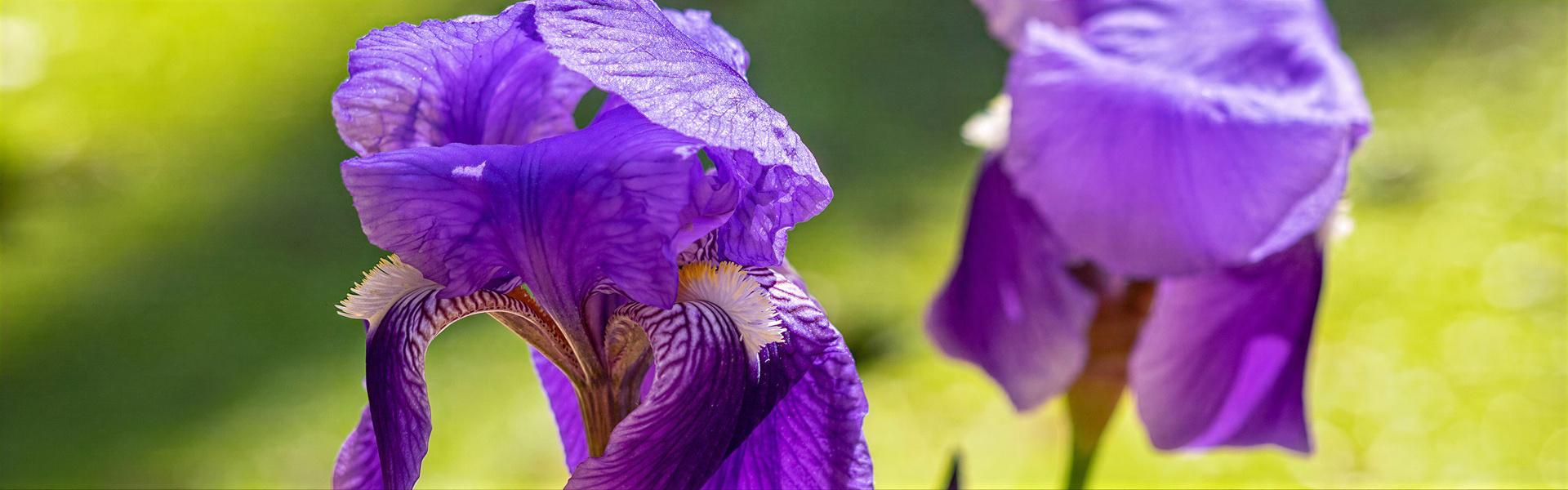 LAS FLORES MAS ORNAMENTALES DE LA PRIMAVERA (3ra. Entrega)