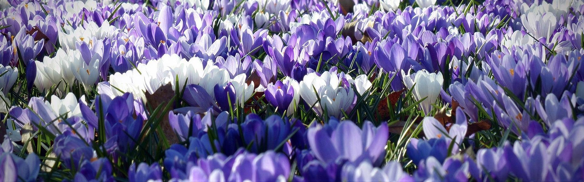 LAS FLORES MAS ORNAMENTALES DE LA PRIMAVERA (4ta. Entrega)