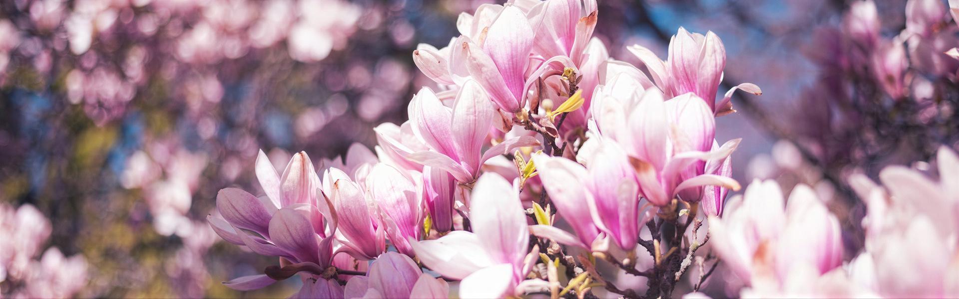 LAS FLORES MAS ORNAMENTALES DE LA PRIMAVERA (5ta. Entrega)
