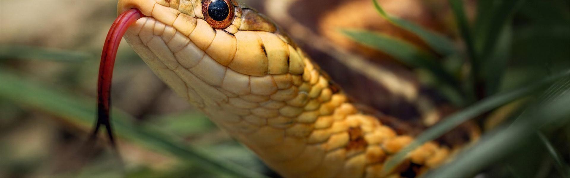 Repelente (ex Dr. rata) de Mamíferos, Roedores y Reptiles (no tóxico)