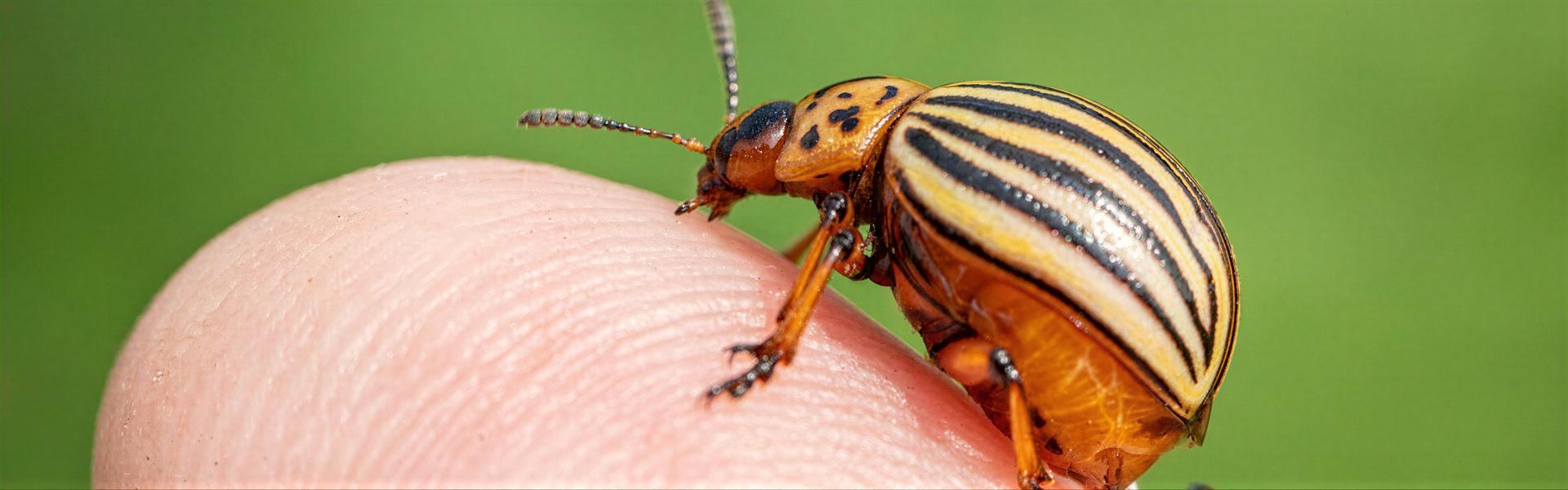 Tierra de diatomeas, micronizada, importada, Máxima calidad